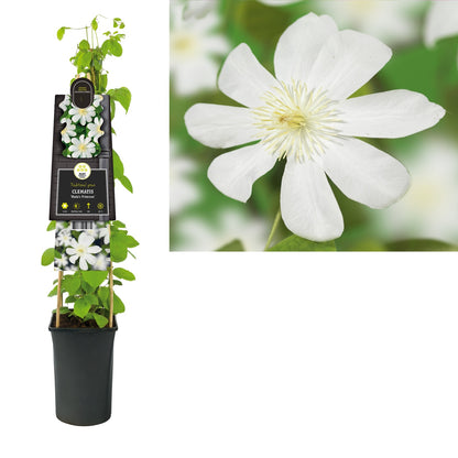 Klimplant Clematis Wada s Primrose (Bosrank) - Klimplanten