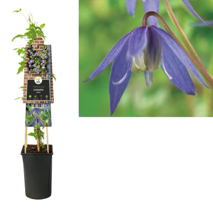 Klimplant Clematis alpina (Bosrank) - Klimplanten