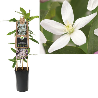 Klimplant Clematis armandii Apple Blossom (Bosrank) - Klimplanten