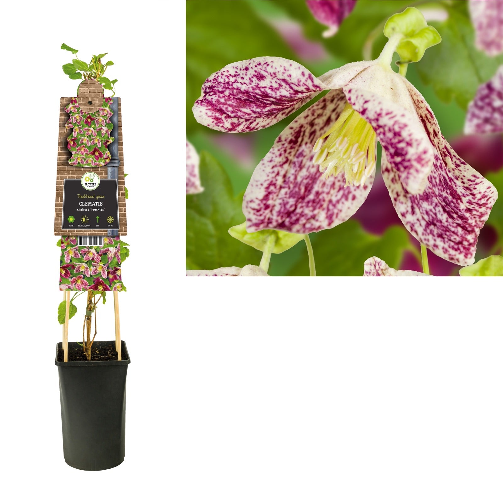 Klimplant Clematis cirrhosa Freckles (Bosrank) - Klimplanten