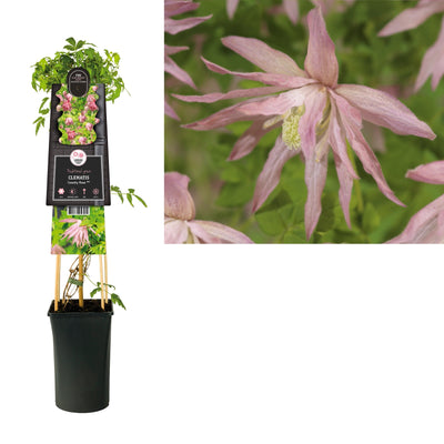 Plante grimpante Clématite Country Rose PBR (Bosrank)