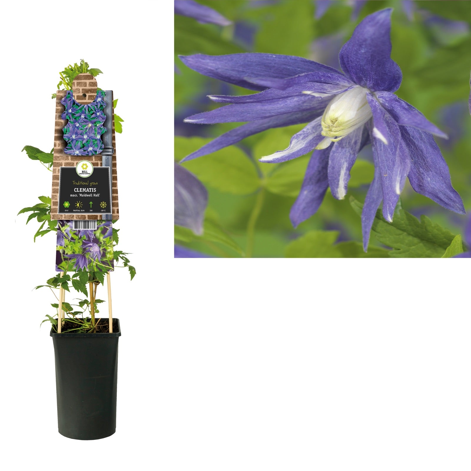 Klimplant Clematis macr. Maidwell Hall (Bosrank) - Klimplanten