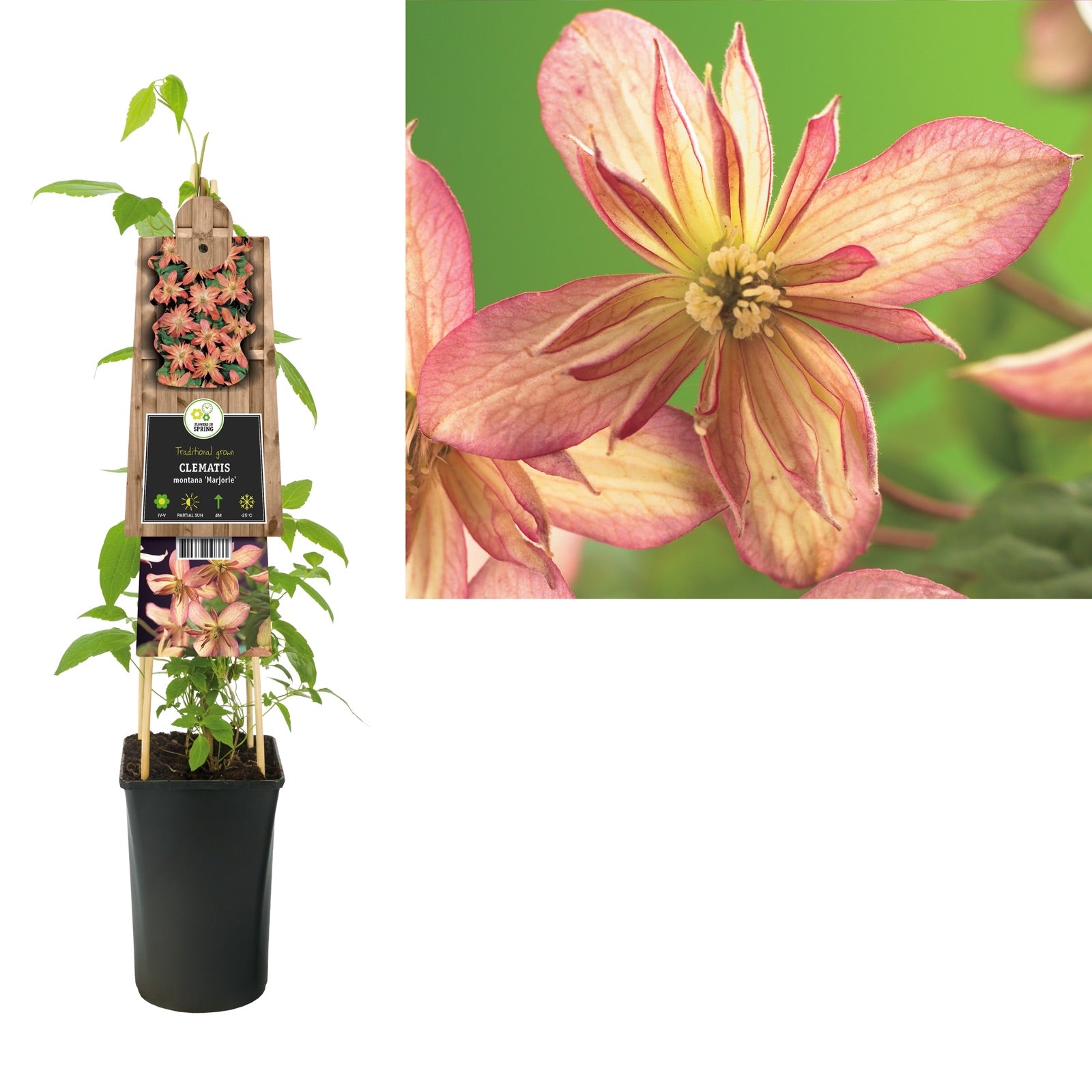 Klimplant Clematis montana Marjorie (Bosrank) - Klimplanten
