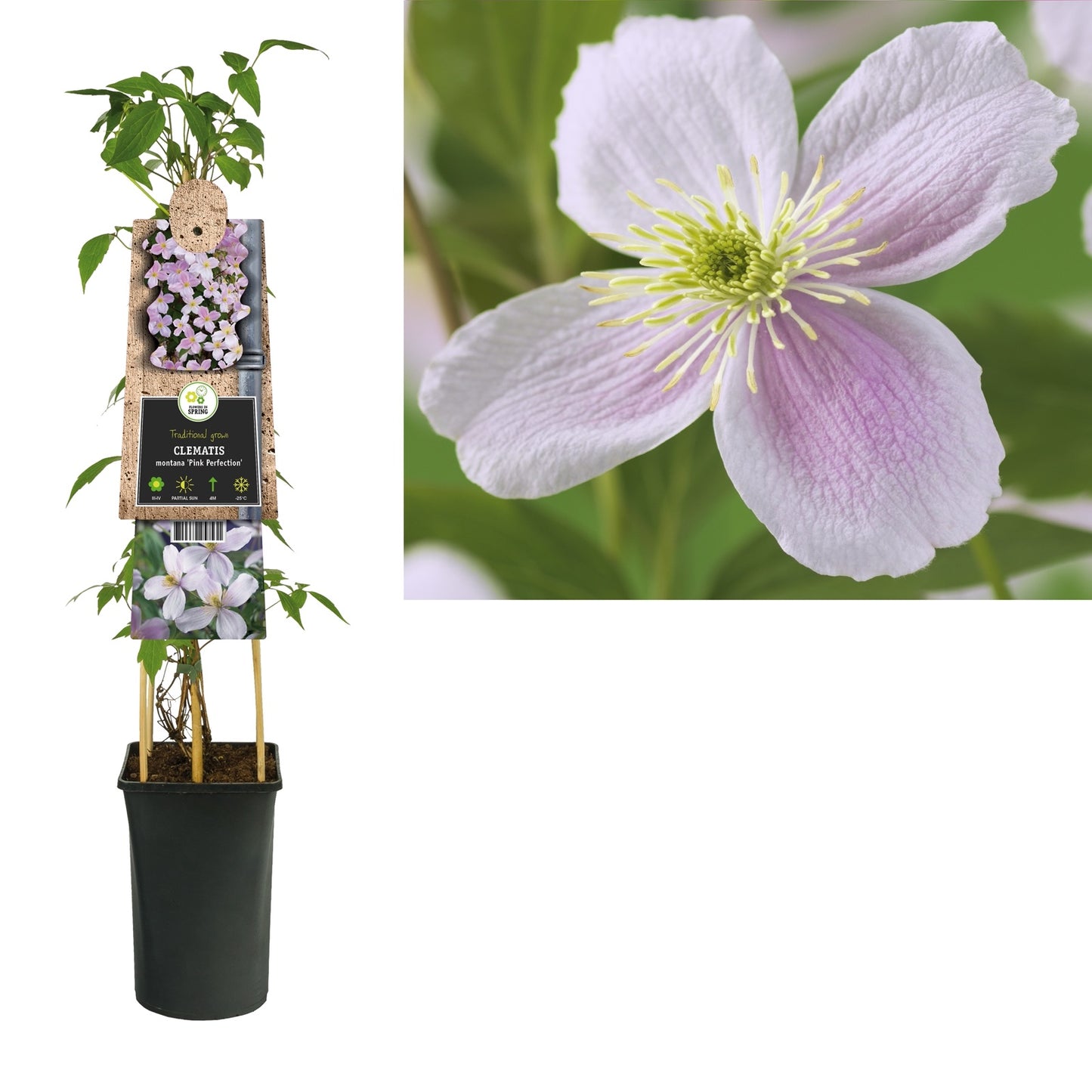Klimplant Clematis montana Pink Perfection (Bosrank) - Klimplanten
