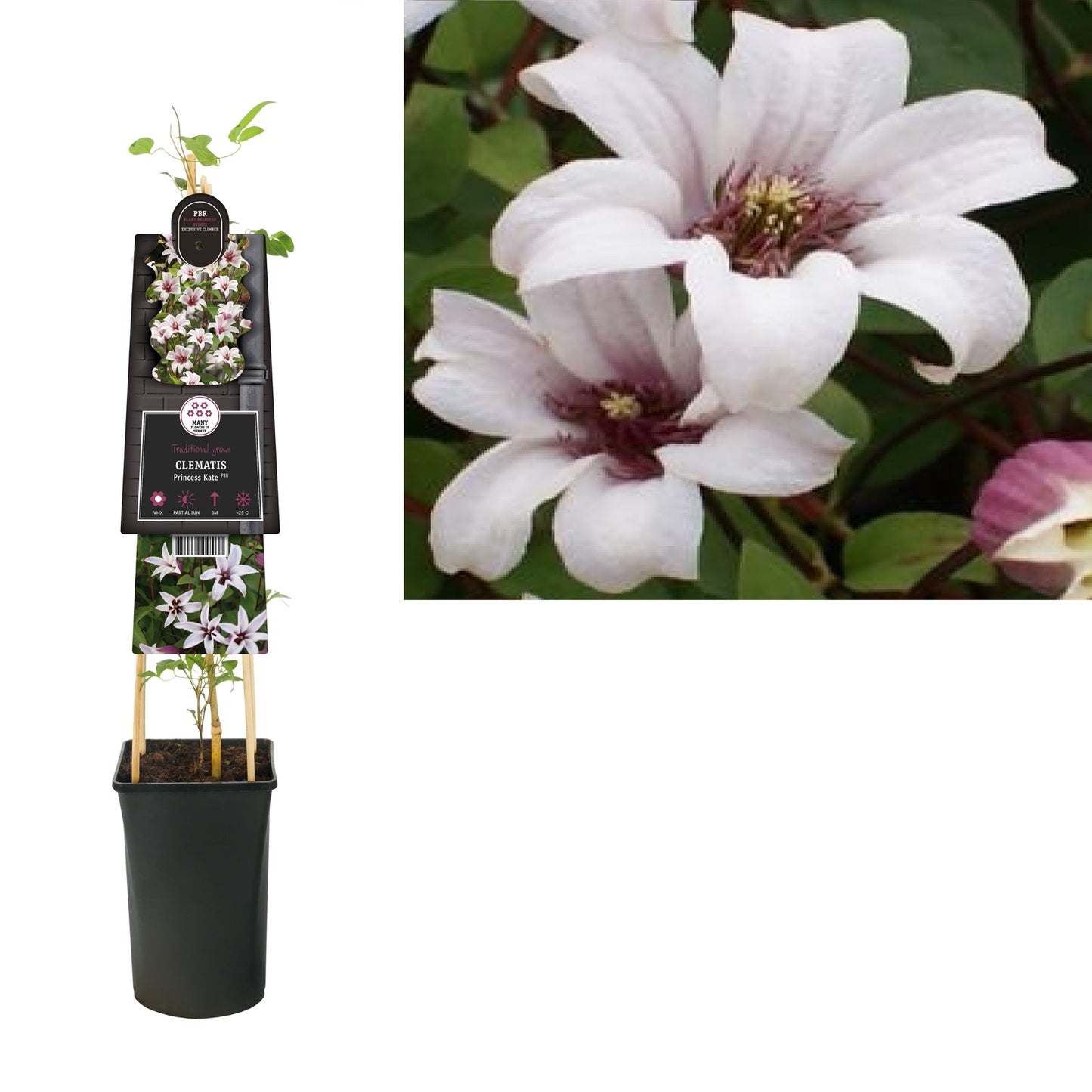 Klimplant Clematis Princess Kate PBR (Bosrank) - Klimplanten
