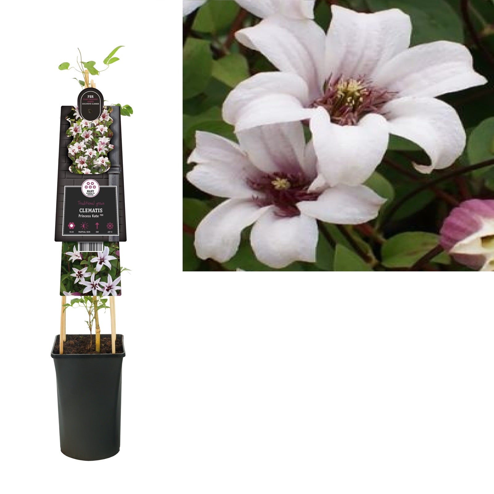 Klimplant Clematis Princess Kate PBR (Bosrank) - Klimplanten