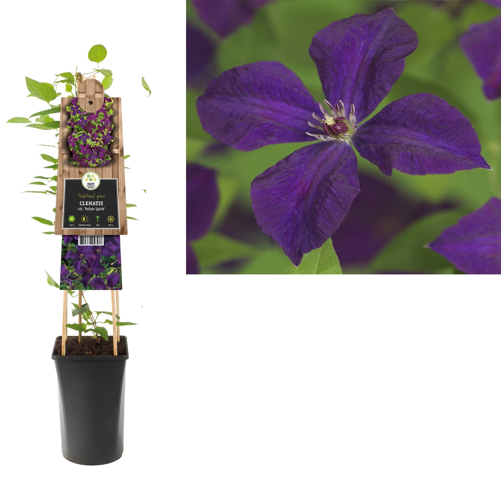 Klimplant Clematis vit. Polish Spirit (Bosrank) - Klimplanten