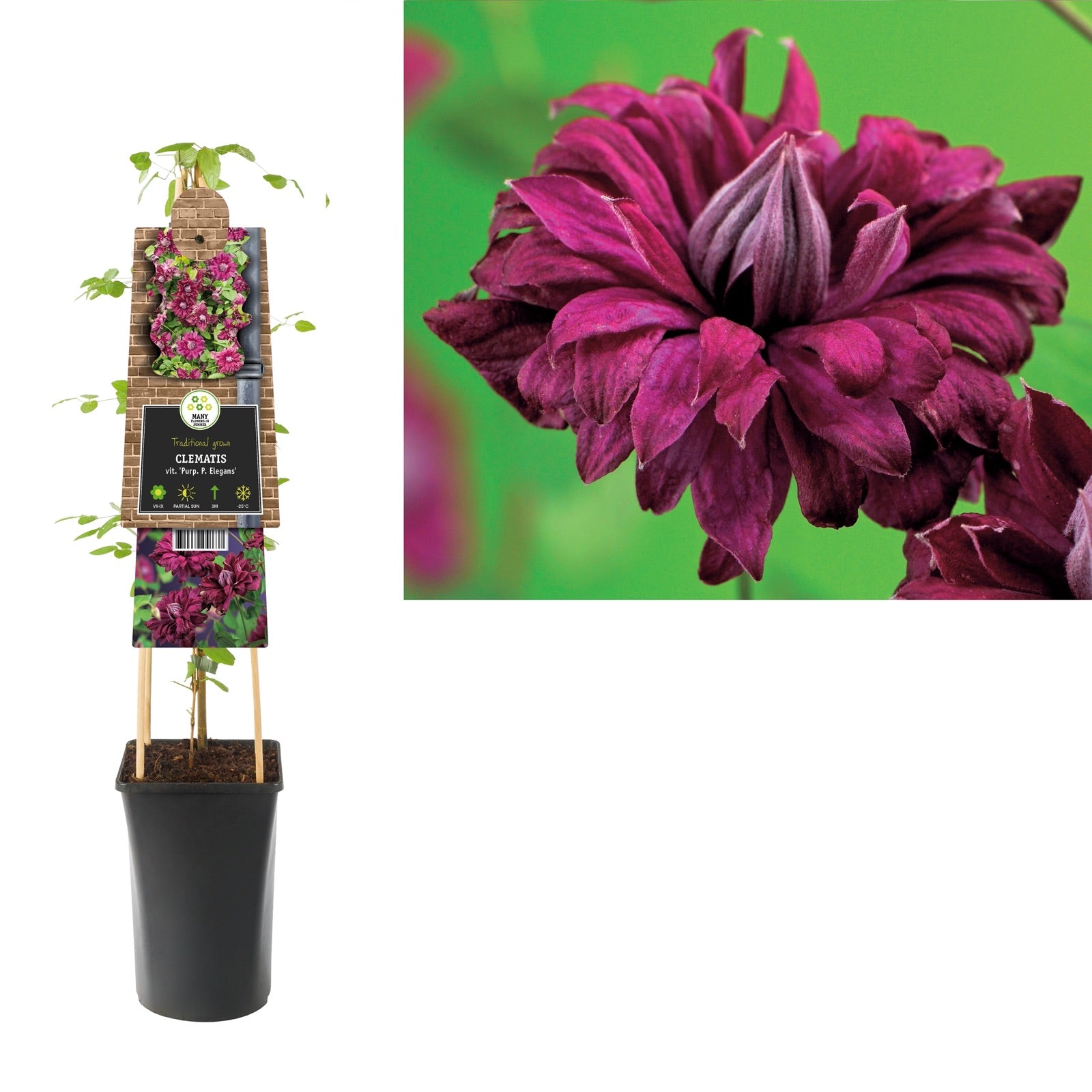 Klimplant Clematis vit. Purp. P. Elegans (Bosrank) - Klimplanten