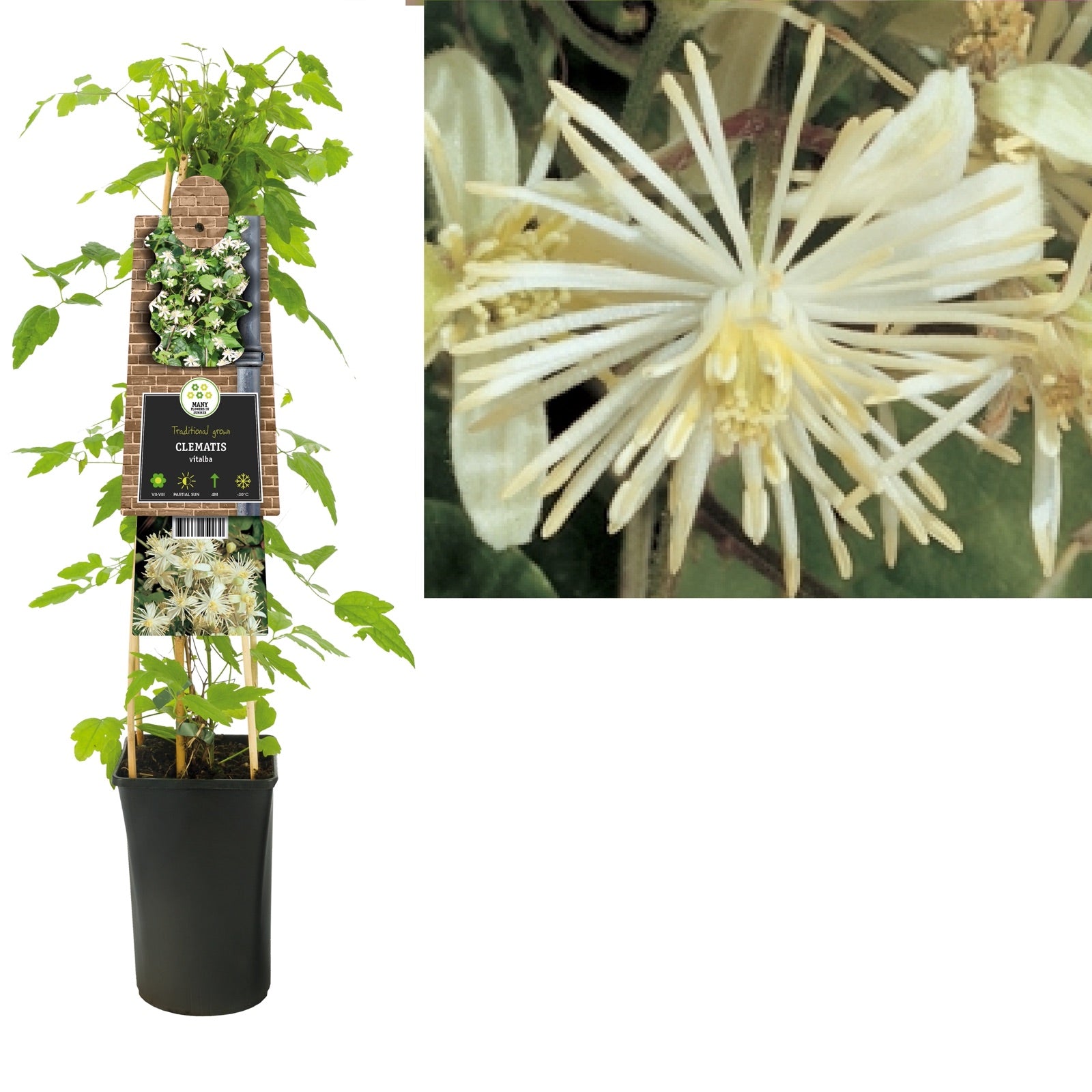 Klimplant Clematis vitalba (Bosrank) - Klimplanten
