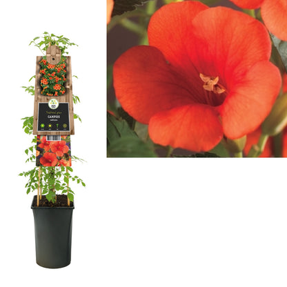 Klimplant Campsis radicans (trompetbloem) - Klimplanten
