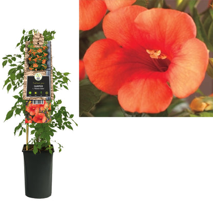 Klimplant Campsis t. Madame Galen (trompetbloem) - Klimplanten
