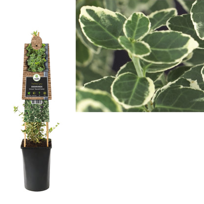 Klimplant Euonymus fortunei Emerald Gaiety (kardinaalsmuts) - Klimplanten