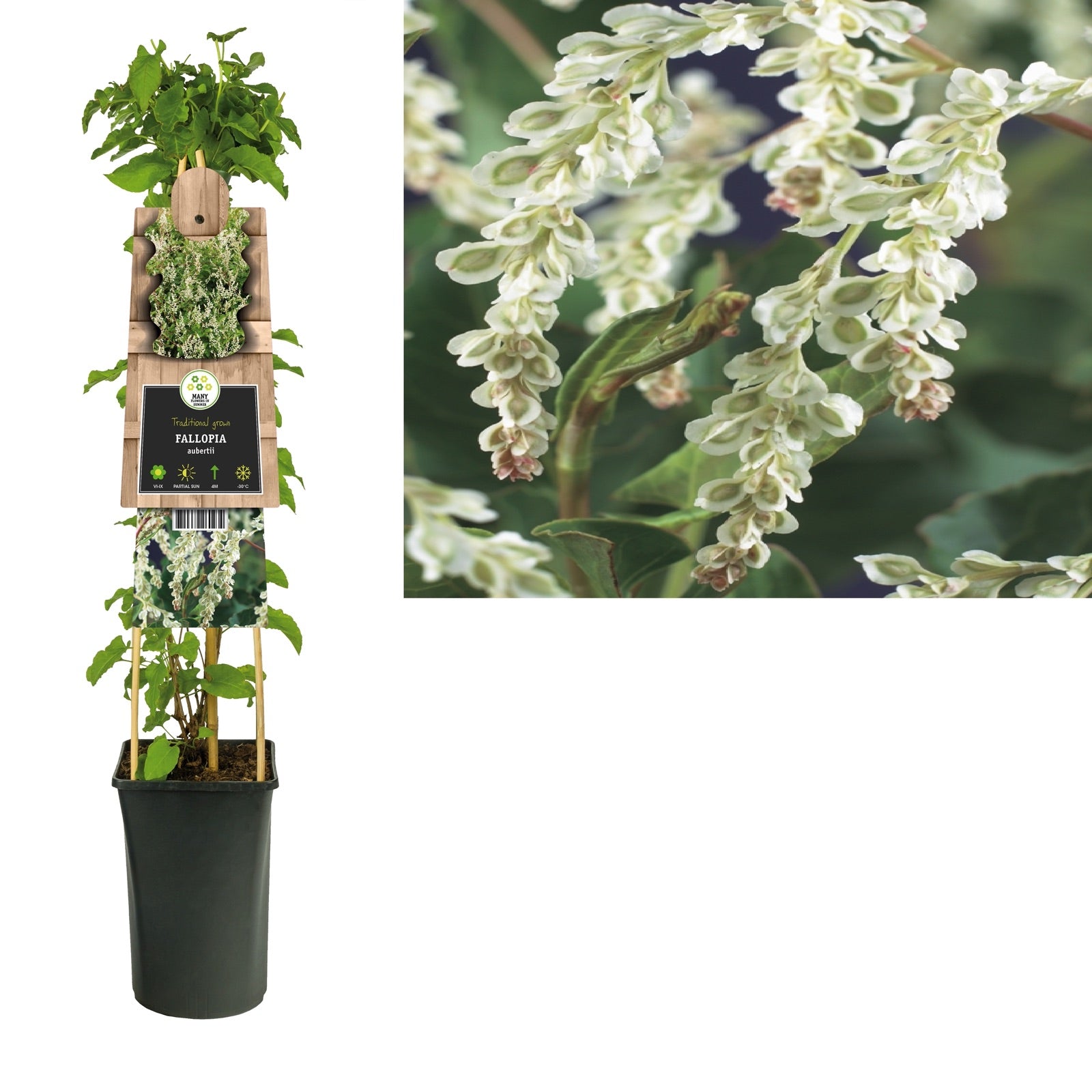 Klimplant Fallopia aubertii (bruidssluier) - Klimplanten
