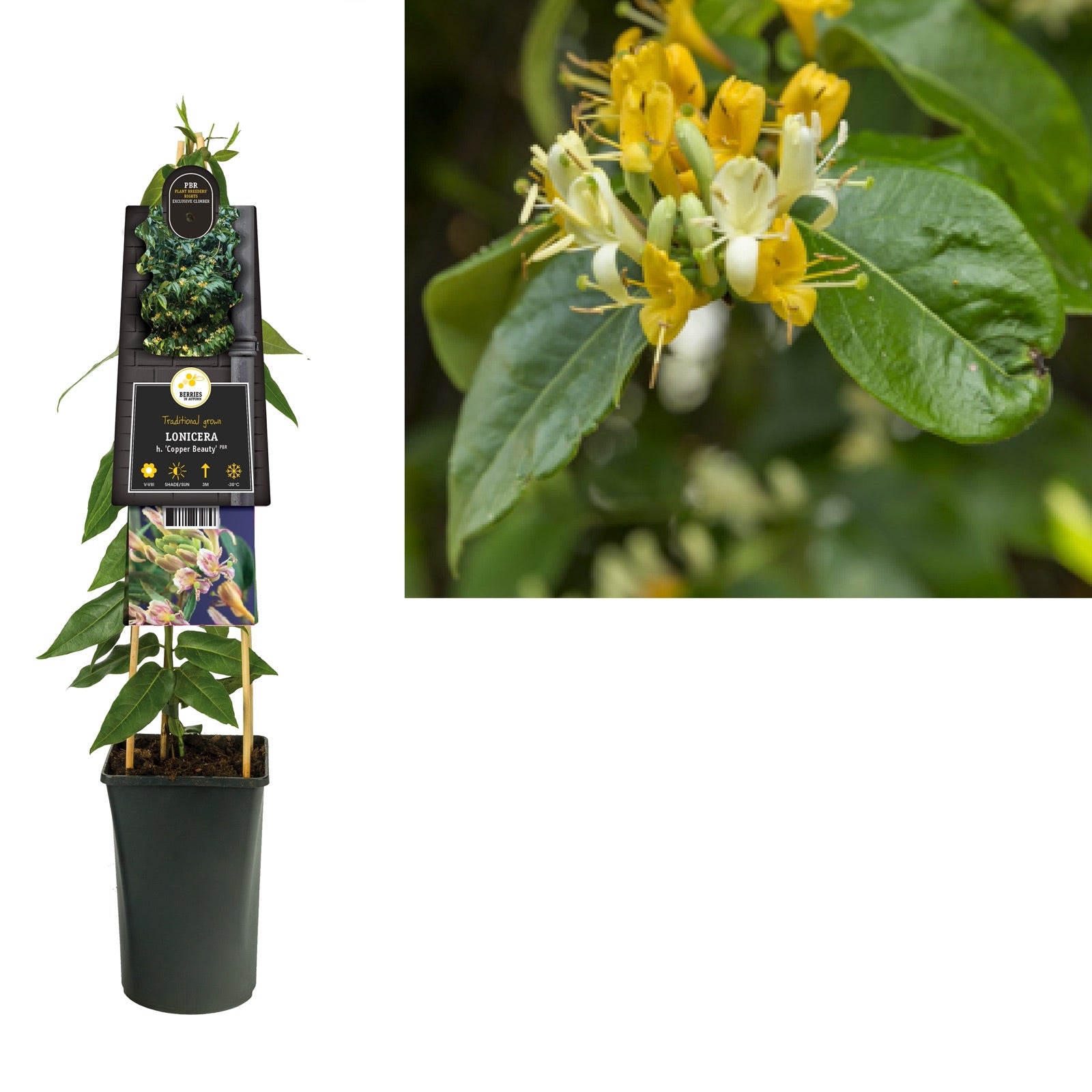 Groenblijvende Klimplant Lonicera h. Copper Beauty PBR (kamperfoelie) - Klimplanten