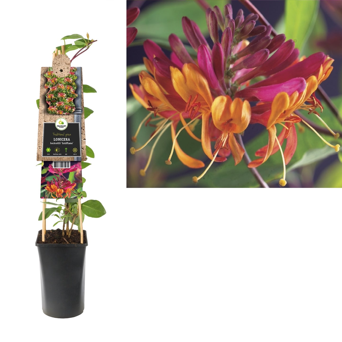 Klimplant Lonicera heckrottii Goldflame (kamperfoelie) - Klimplanten
