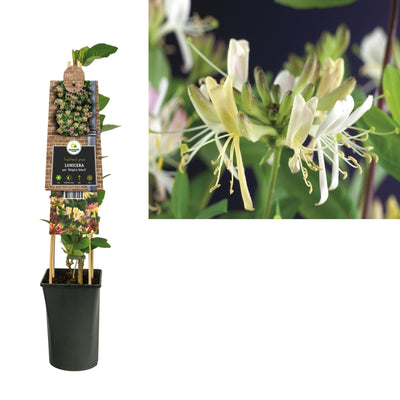 Plante grimpante Lonicera per. Belgica Select (chèvrefeuille)