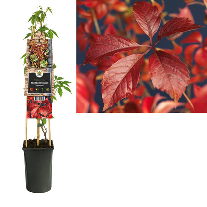 Klimplant Parthenocissus Engelmannii (wilde wingerd) - Klimplanten