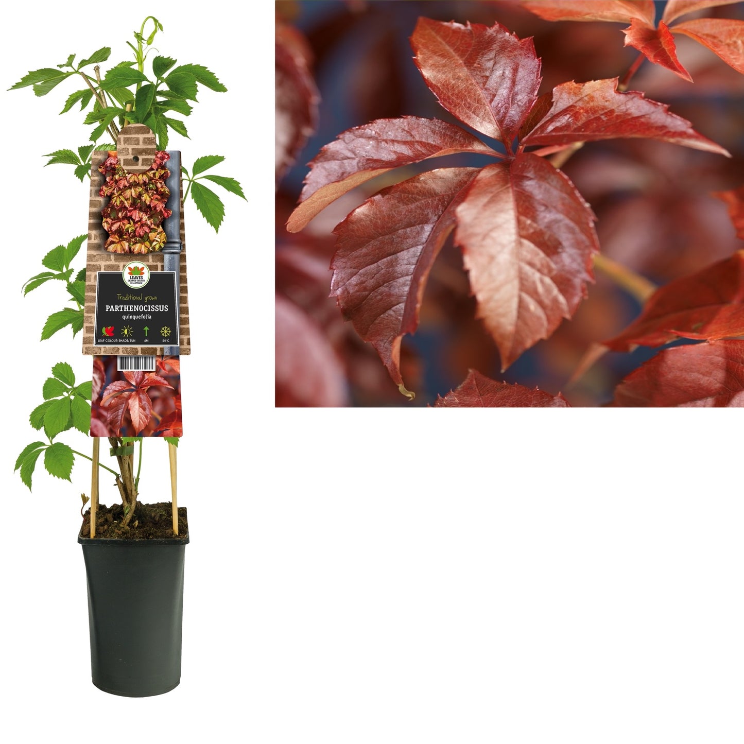 Klimplant Parthenocissus quinquefolia (wilde wingerd) - Klimplanten