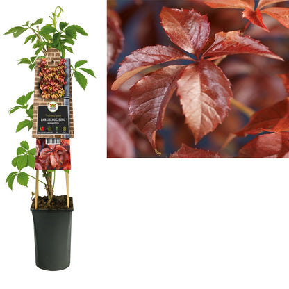 Klimplant Parthenocissus quinquefolia (wilde wingerd) - Klimplanten