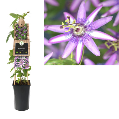 Plante grimpante Passiflora Amethyst (fleur de la passion)