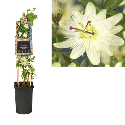 Plante grimpante Passiflora Avalanche (fleur de la passion)