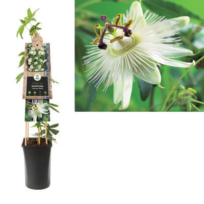 Plante grimpante Passiflora Constance Elliott (fleur de la passion)