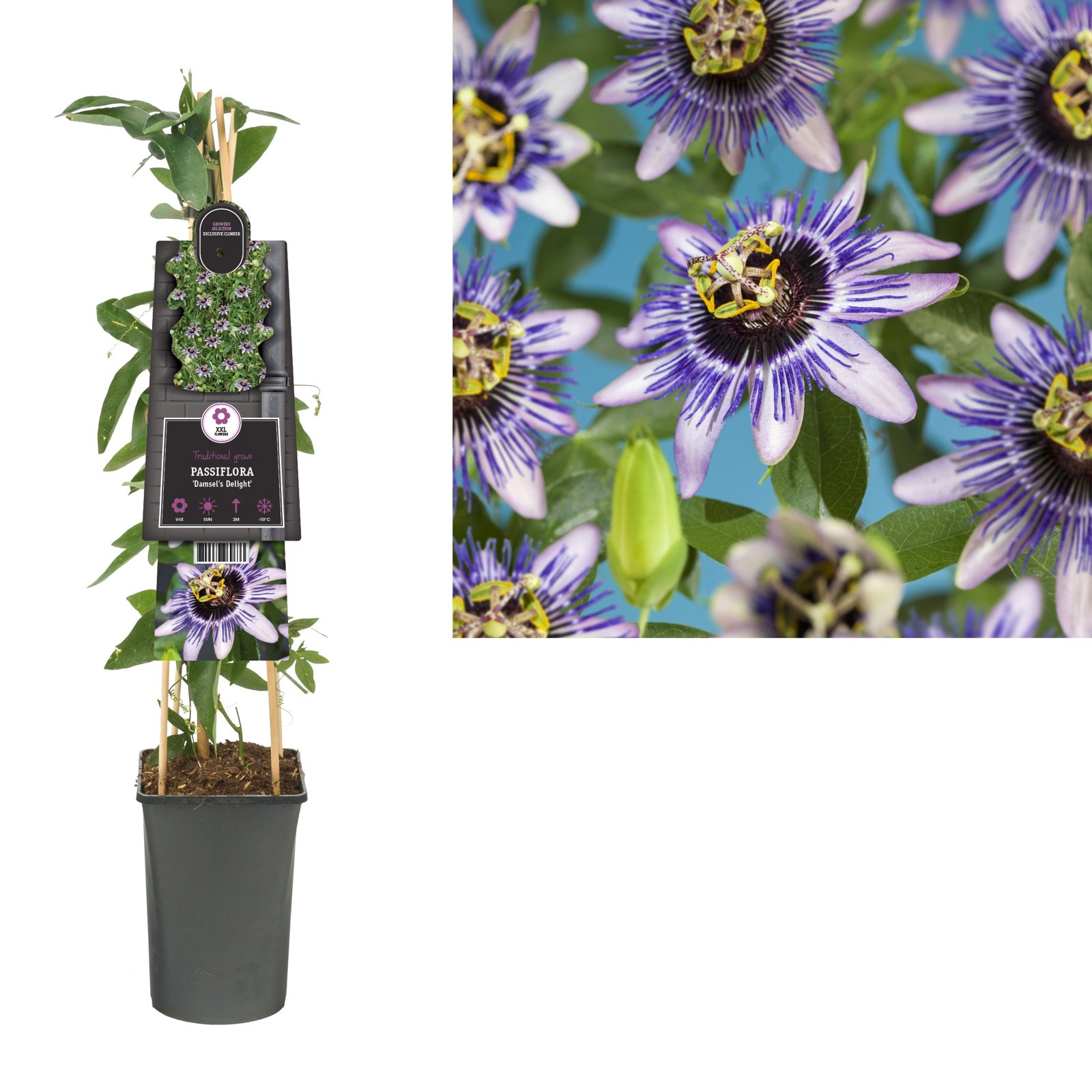 Klimplant Passiflora Damsel s Delight (passiebloem) - Klimplanten