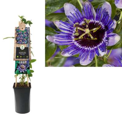 Plante grimpante Passiflora Purple Haze (fleur de la passion)