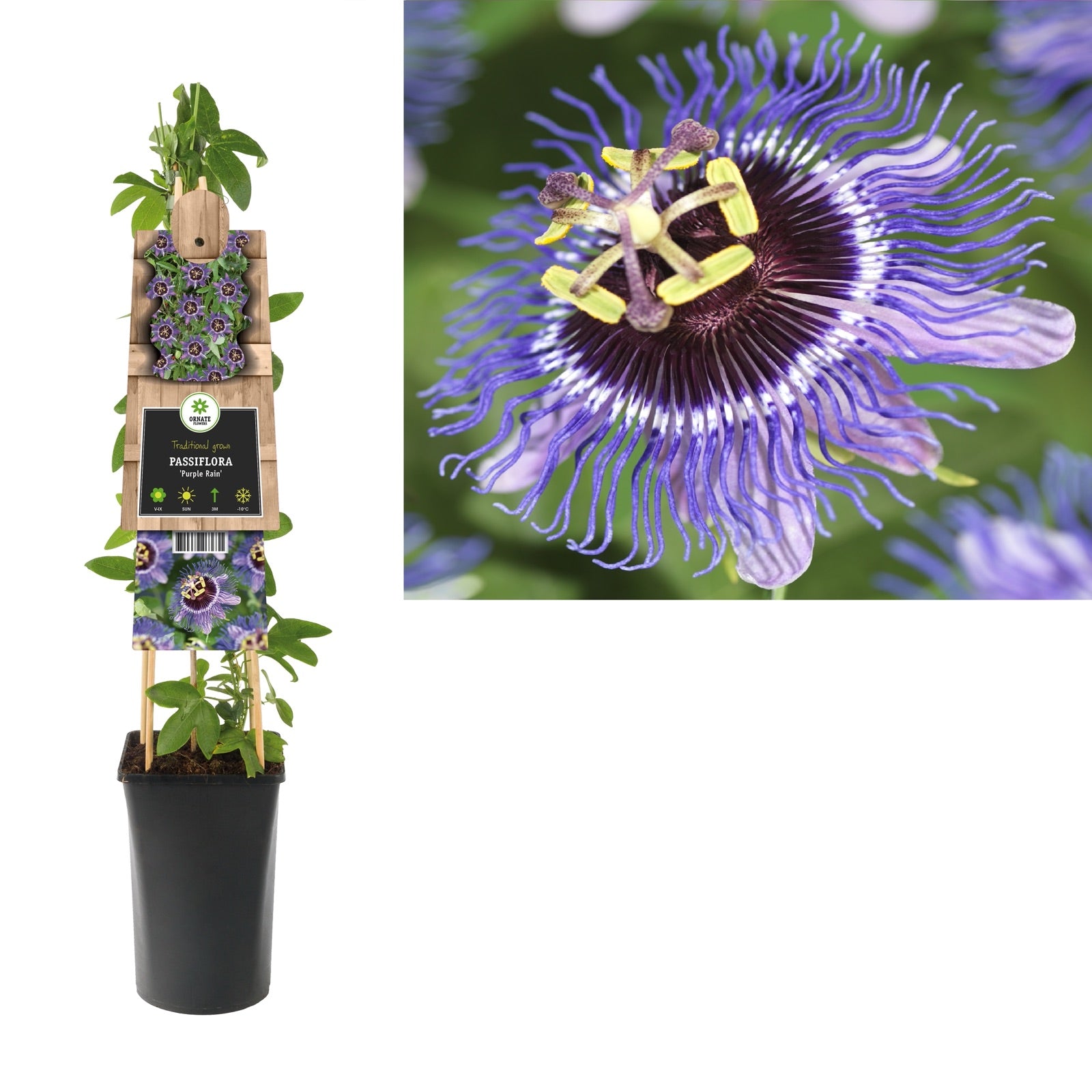 Klimplant Passiflora Purple Rain (passiebloem) - Klimplanten