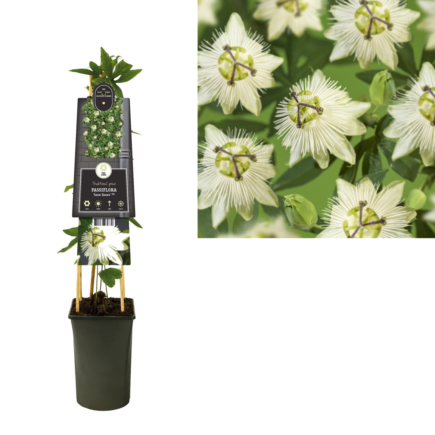 Klimplant Passiflora Snow Queen PBR (passiebloem) - Klimplanten