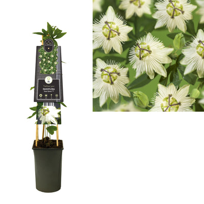 Plante grimpante Passiflora Snow Queen PBR (fleur de la passion)