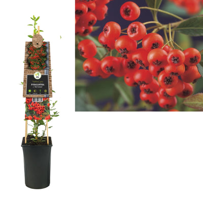 Pyracantha c. Red Column (épine-vinette)