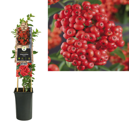 Klimplant Pyracantha Mohave (vuurdoorn) - Klimplanten