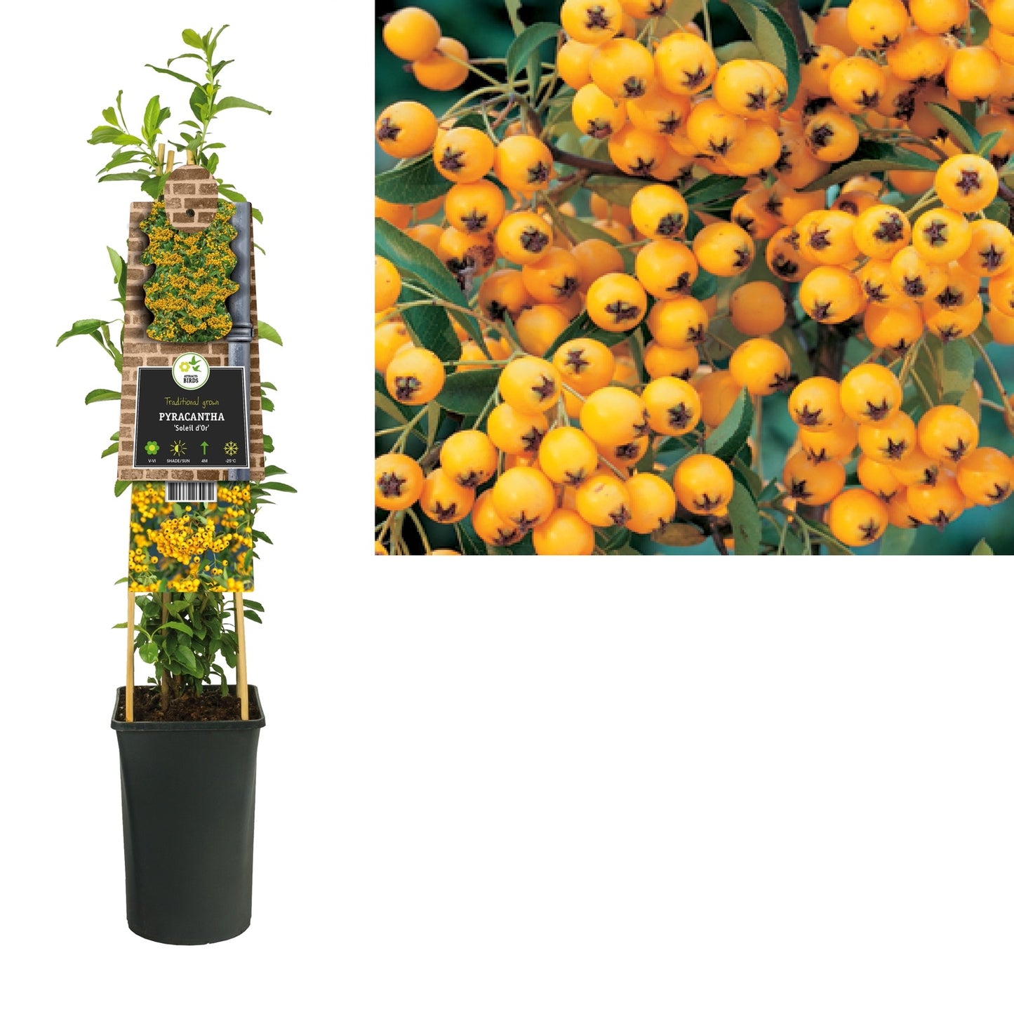 Klimplant Pyracantha Soleil d Or (vuurdoorn) - Klimplanten