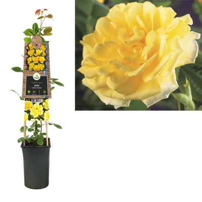 Rosa Golden Climber (rosier grimpant)