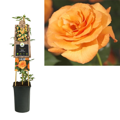 Rosa Orange Climber (rosier grimpant)