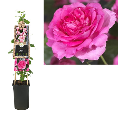 Rosa Pink Climber (rosier grimpant)