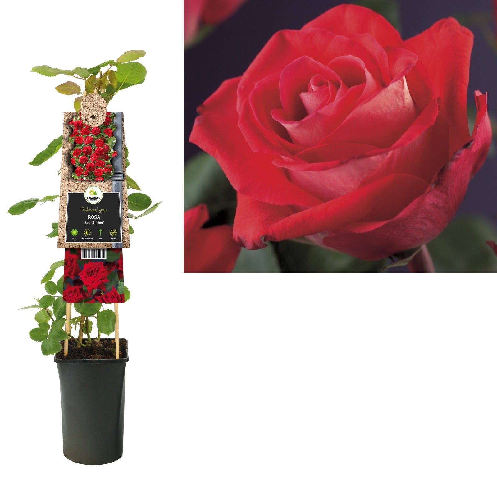 Klimplant Rosa Red Climber (Klimroos) - Klimplanten