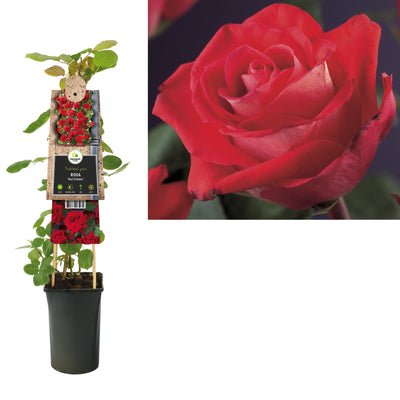 Plante grimpante Rosa Red Climber (Rosier grimpant)
