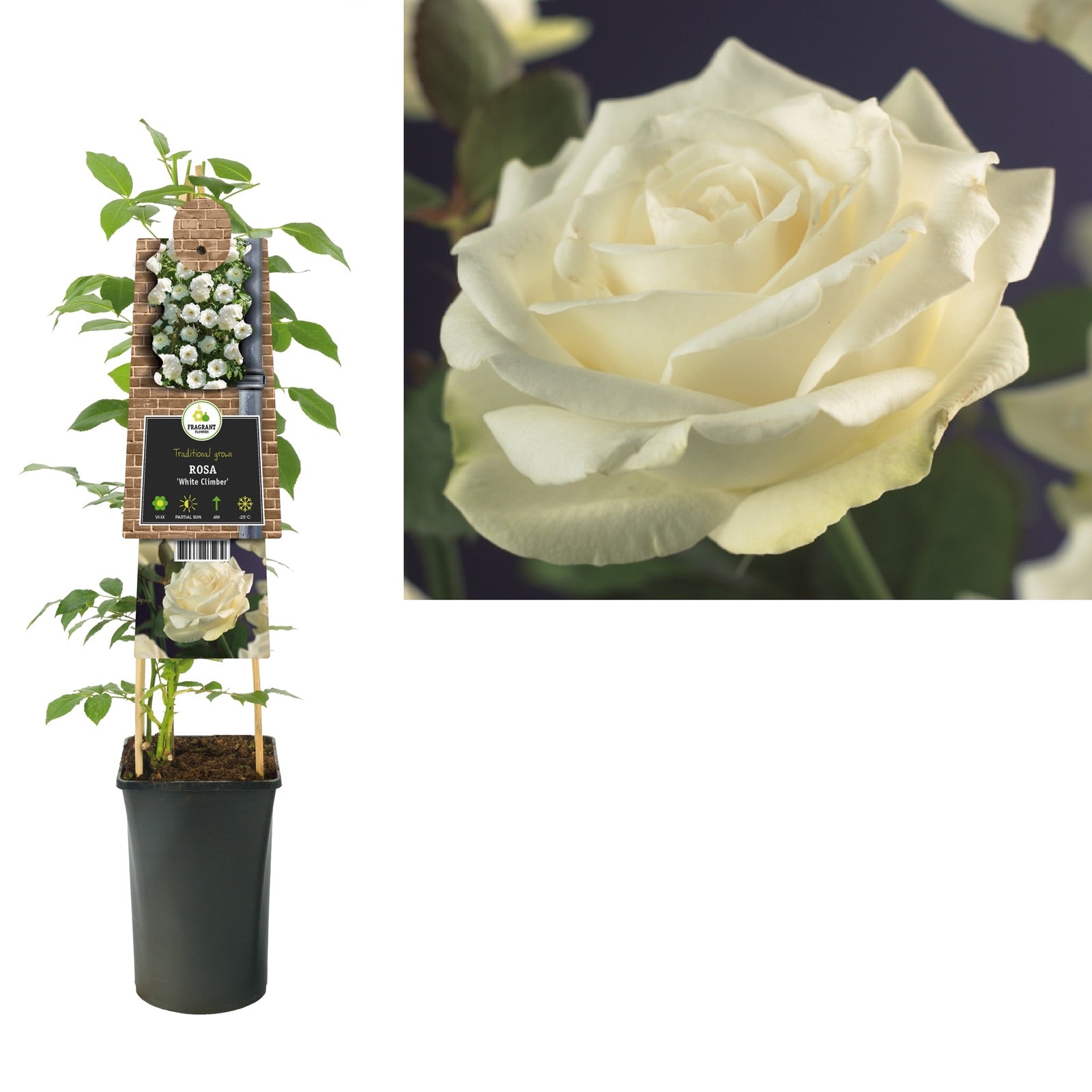 Klimplant Rosa White Climber (Klimroos) - Klimplanten