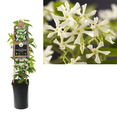 Plante grimpante Trachelospermum jasminoides (jasmin de Toscane)