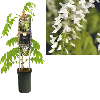 Plante grimpante Wisteria floribunda Alba (glycine)