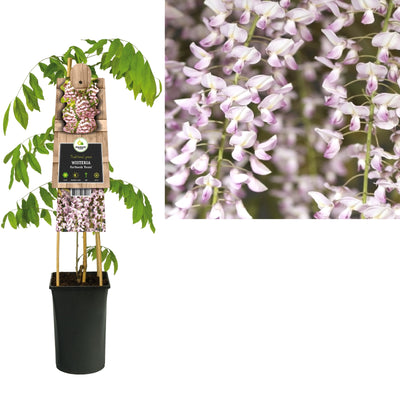 Plante grimpante Wisteria floribunda Rosea (glycine)