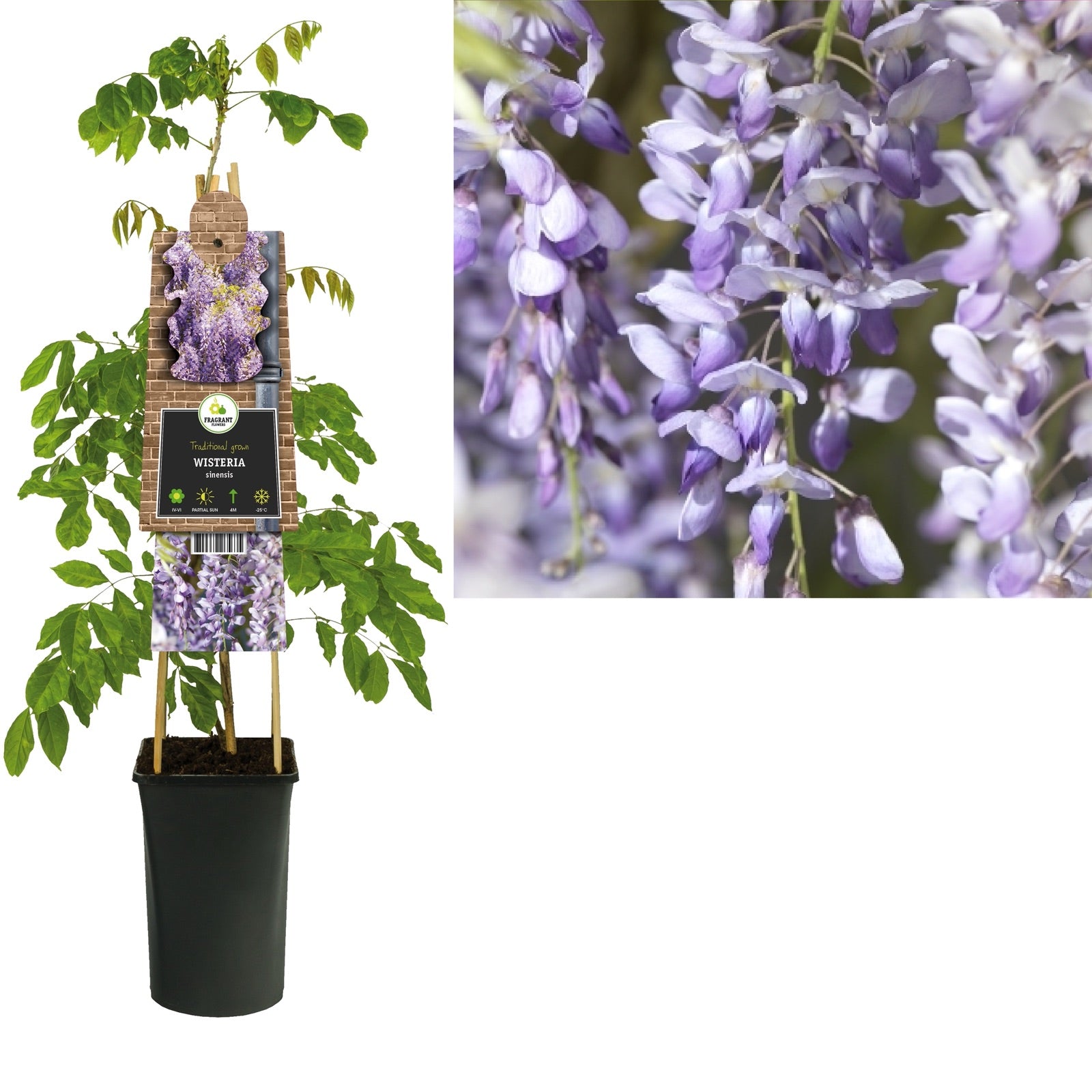 Klimplant Wisteria sinensis (blauwe regen) - Klimplanten