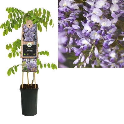 Plante grimpante Wisteria sinensis Prolific (glycine)