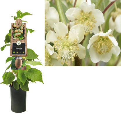 Klimplant Actinidia deliciosa Atlas (kiwi) - Klimplanten
