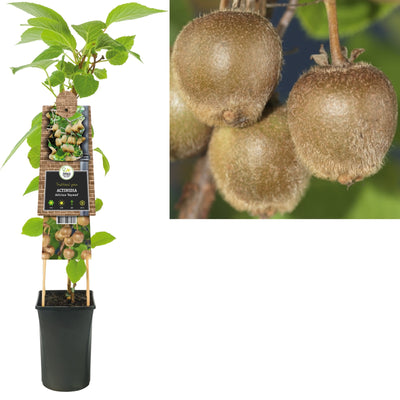 Plante grimpante Actinidia deliciosa Hayward (kiwi)
