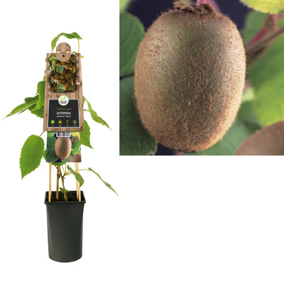 Plante grimpante Actinidia deliciosa Jenny (kiwi)