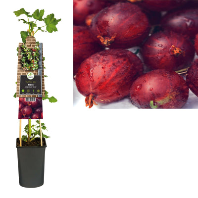 Plante grimpante Ribes nidigrolaria Josta (cassis)
