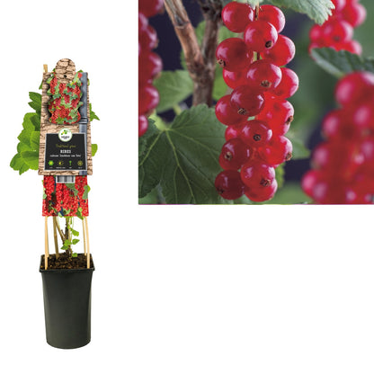Klimplant Ribes rubrum Jonkheer van Tets (rode aalbes) - Klimplanten